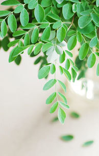 leaf01.jpg